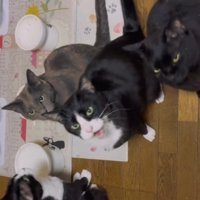 飼い主をみあげて鳴き声をあげるハチワレ猫