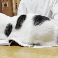 机に伏せる猫ちゃんの左半身