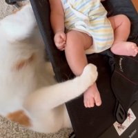 赤ちゃんの足にじゃれる猫