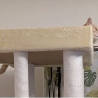 キャットタワーにいる猫