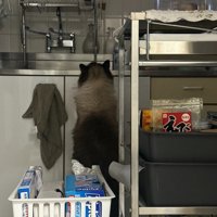 洗い物をしてくれているかのような猫の後ろ姿