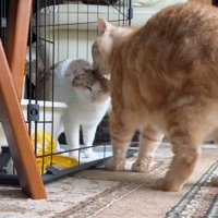 猫の頭をなめる茶トラ猫