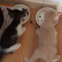 ご飯を食べる2匹の猫