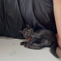 人に寄りかかる子猫