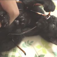 眼鏡楽しいロコちゃん