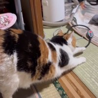のびをする姿