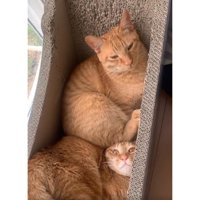 箱の中の猫たち