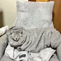 くつろぐ猫