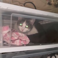 ケースの中でくつろぐ猫