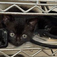 隠れている子猫のアップ
