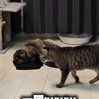 うにちゃんの前を歩いていくモカちゃん