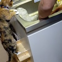 驚いて身を引く猫