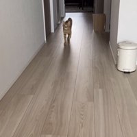 飼い主さんのほうに走ってくる茶トラ猫