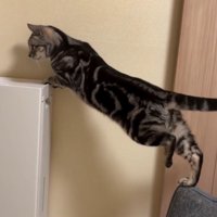 左足を上げた猫（足の位置：後ろ）