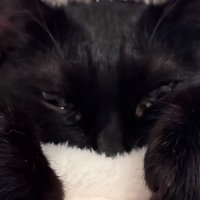 黒猫の顔のアップ