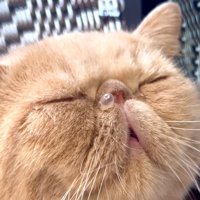 鼻ちょうちんを出しながら眠る猫