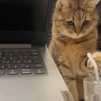 パソコンと猫