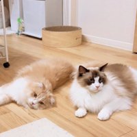 寝転がる2匹の猫