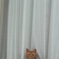 窓越しに出迎える猫