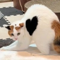 ハート模様の猫