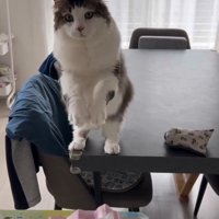 両手を空中でふる猫5