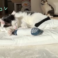 布団の上に乗る猫