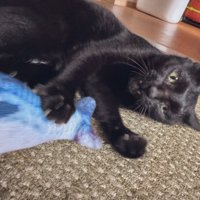 魚のおもちゃと猫