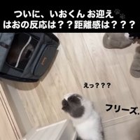 キャリーに入っている猫と警戒している猫