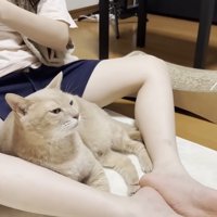 ひし形に開いたお膝の隙間に横たわる猫ちゃん