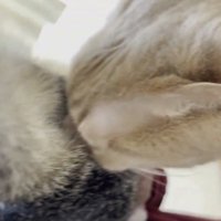 においをかぐ猫