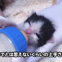 哺乳瓶でミルクを飲むハチワレの子猫
