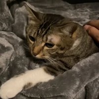 左前足だけを伸ばしている猫（字幕なし）