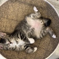 仰向けに転がる子猫