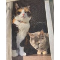 ニャルソックしている猫