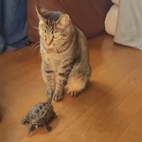 猫の足元に近寄る亀