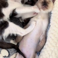 顔を押さえ付けられるジェムくん