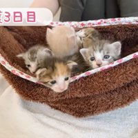 寝起きの子猫