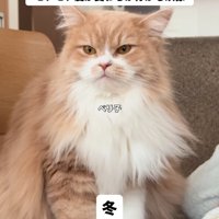 お座りする長毛の猫