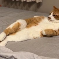 毛繕いをやめて止まる猫