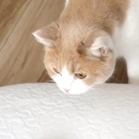 猫の顔アップ