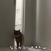 部屋に入るみにら君