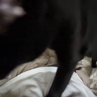 布団で寝る飼い主の体の上を歩く白黒猫