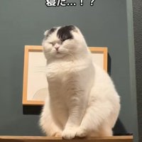 座ったまま寝ている猫