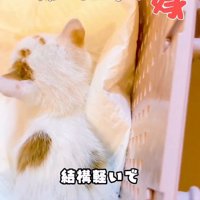 カゴの中の子猫