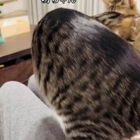 ママの膝の上から移動するキジ白猫