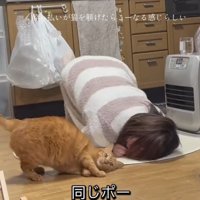 マネをする猫