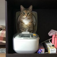 炊飯器の中に座る猫