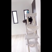 降りながらニャー