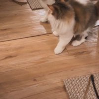 鏡に攻撃をしている子猫