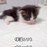 うずくまる子猫